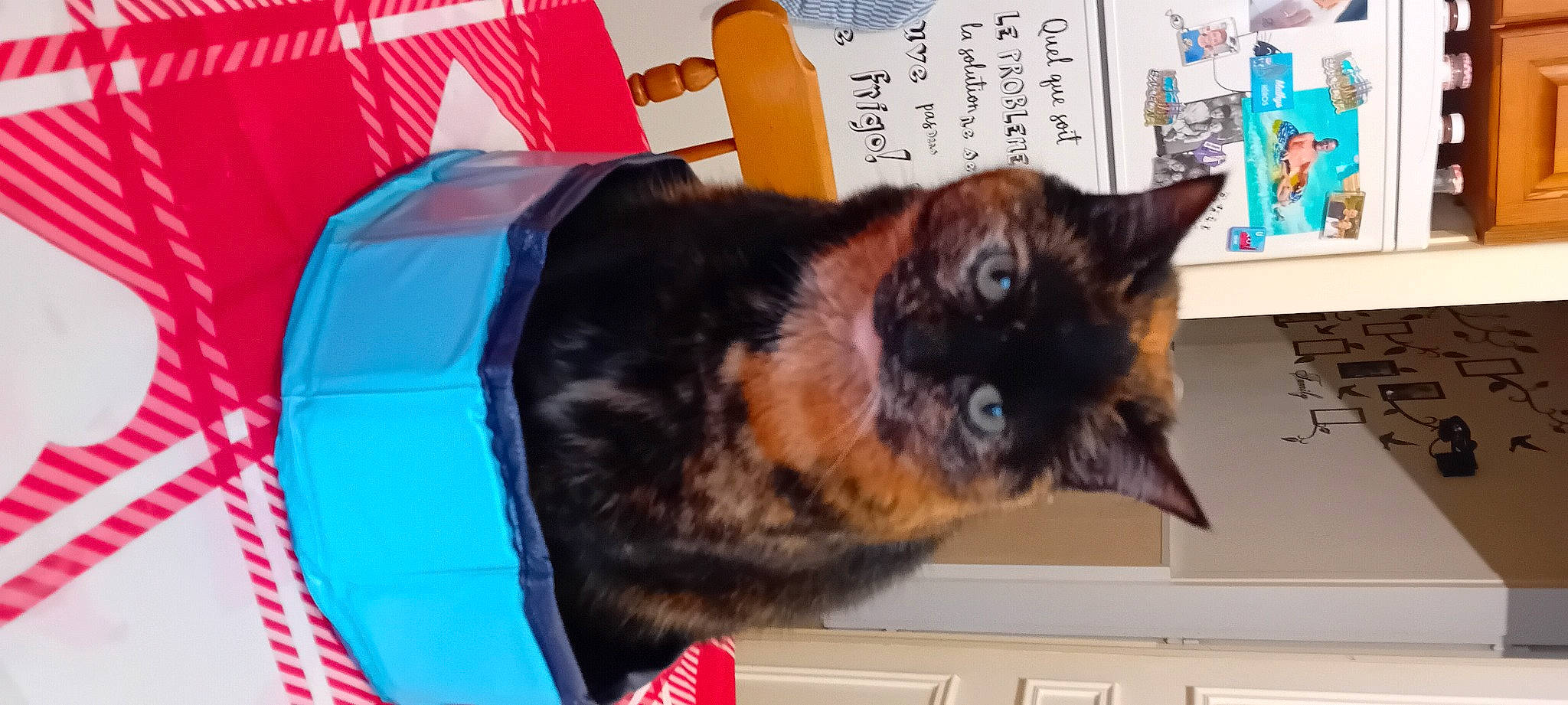 Lyna a rejoint le concours — aidez-le/la à gagner de superbes lots ! carnivore, cat, cat_supply, claw, comfort, dog_breed, domestic_short_haired_cat, electric_blue, felidae, fur, handwriting, room, small_to_medium_sized_cats, tail, terrestrial_animal, whiskers, window