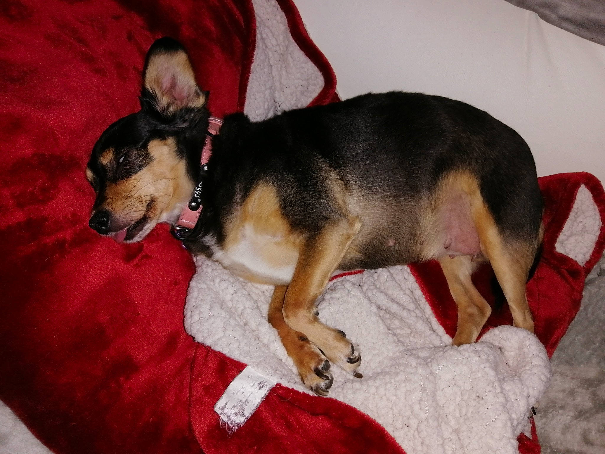 Chipie participe au concours pour gagner de l'argent avec cette photo : canidae, carnivore, dog, dog_breed, mammal, miniature_pinscher, prazsky_krysarik, rare_breed_dog, russkiy_toy, snout, toy_dog, vertebrate