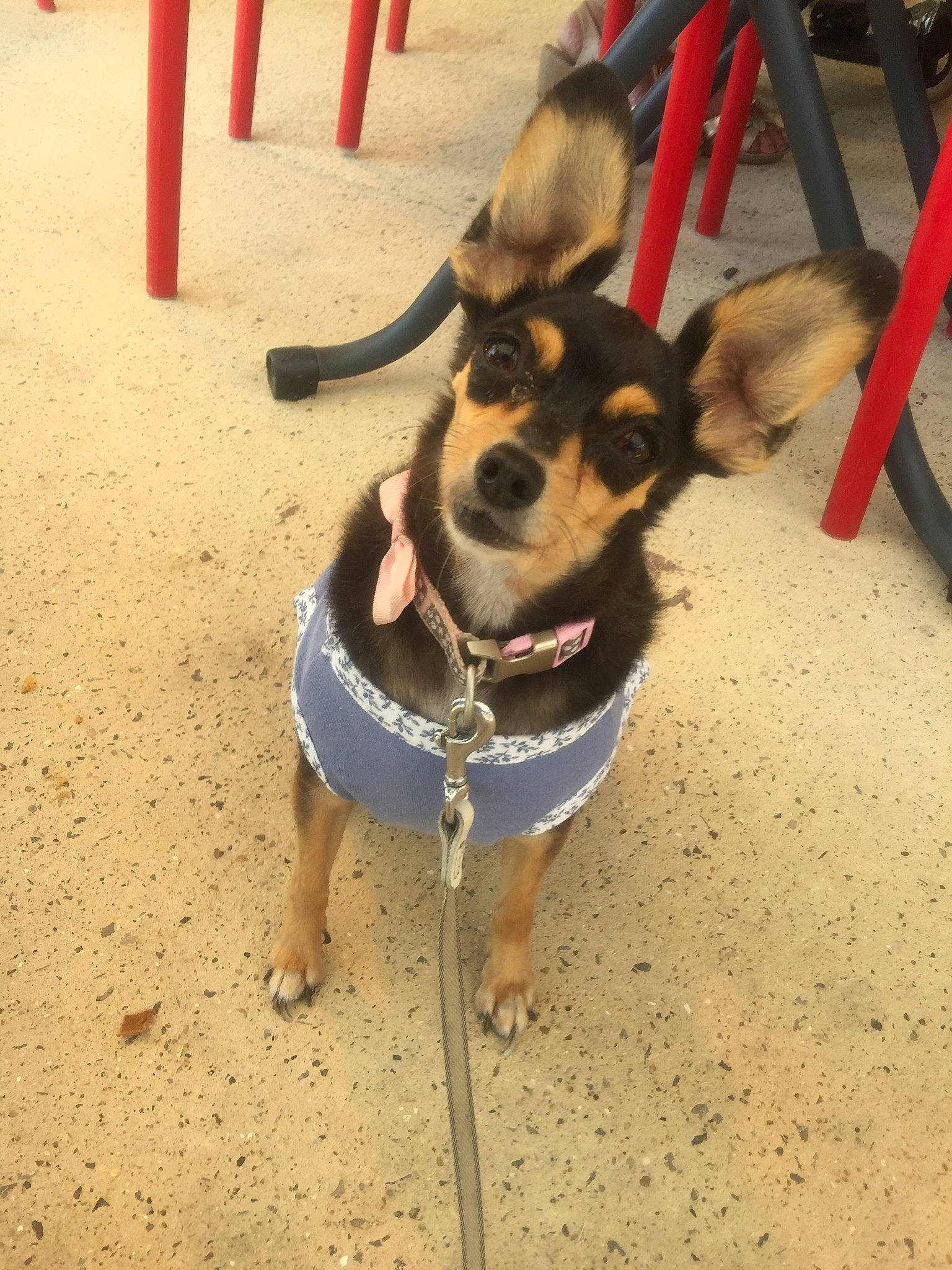 Chipie participe au concours pour gagner de l'argent avec cette photo : canidae, carnivore, chihuahua, collar, companion_dog, corgi_chihuahua, dog, dog_breed, fawn, feist, leash, mammal, miniature_pinscher, puppy, rare_breed_dog, rat_terrier, snout, sporting_group, tail, toy_dog