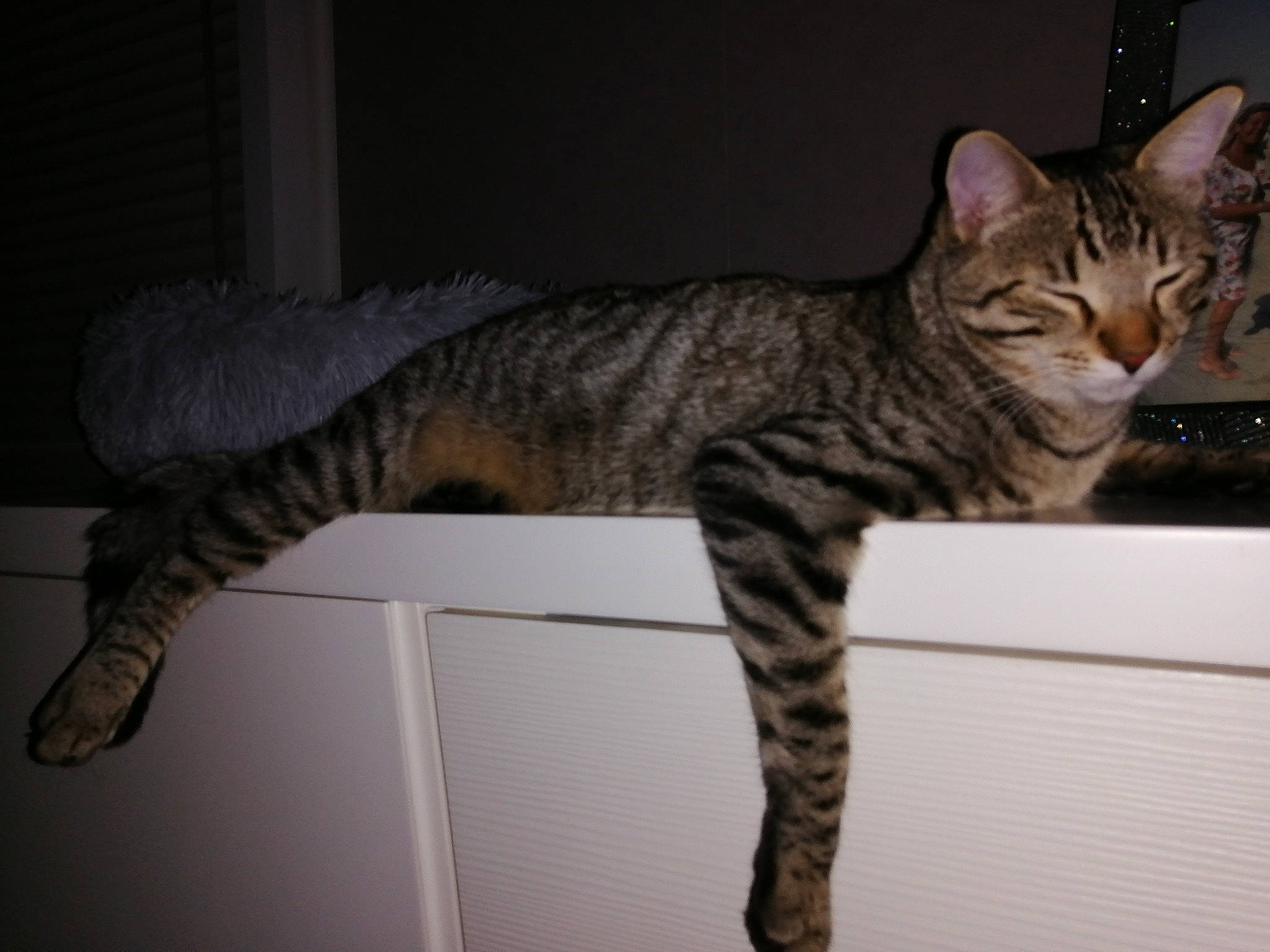 Bounty participe au concours pour gagner de l'argent avec cette photo : asian, bengal, california_spangled, carnivore, cat, domestic_short_haired_cat, dragon_li, egyptian_mau, european_shorthair, felidae, kitten, mammal, ocicat, small_to_medium_sized_cats, sokoke, tabby_cat, tail, toyger, vertebrate, whiskers