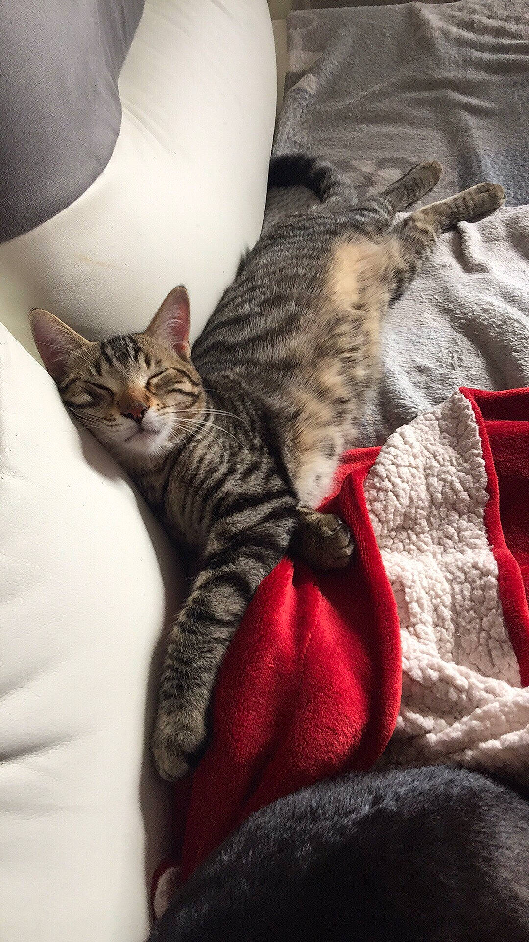 Bounty participe au concours pour gagner de l'argent avec cette photo : american_shorthair, asian, california_spangled, carnivore, cat, domestic_short_haired_cat, dragon_li, egyptian_mau, european_shorthair, felidae, fur, kitten, mammal, ocicat, pixie_bob, savannah, small_to_medium_sized_cats, tabby_cat, whiskers