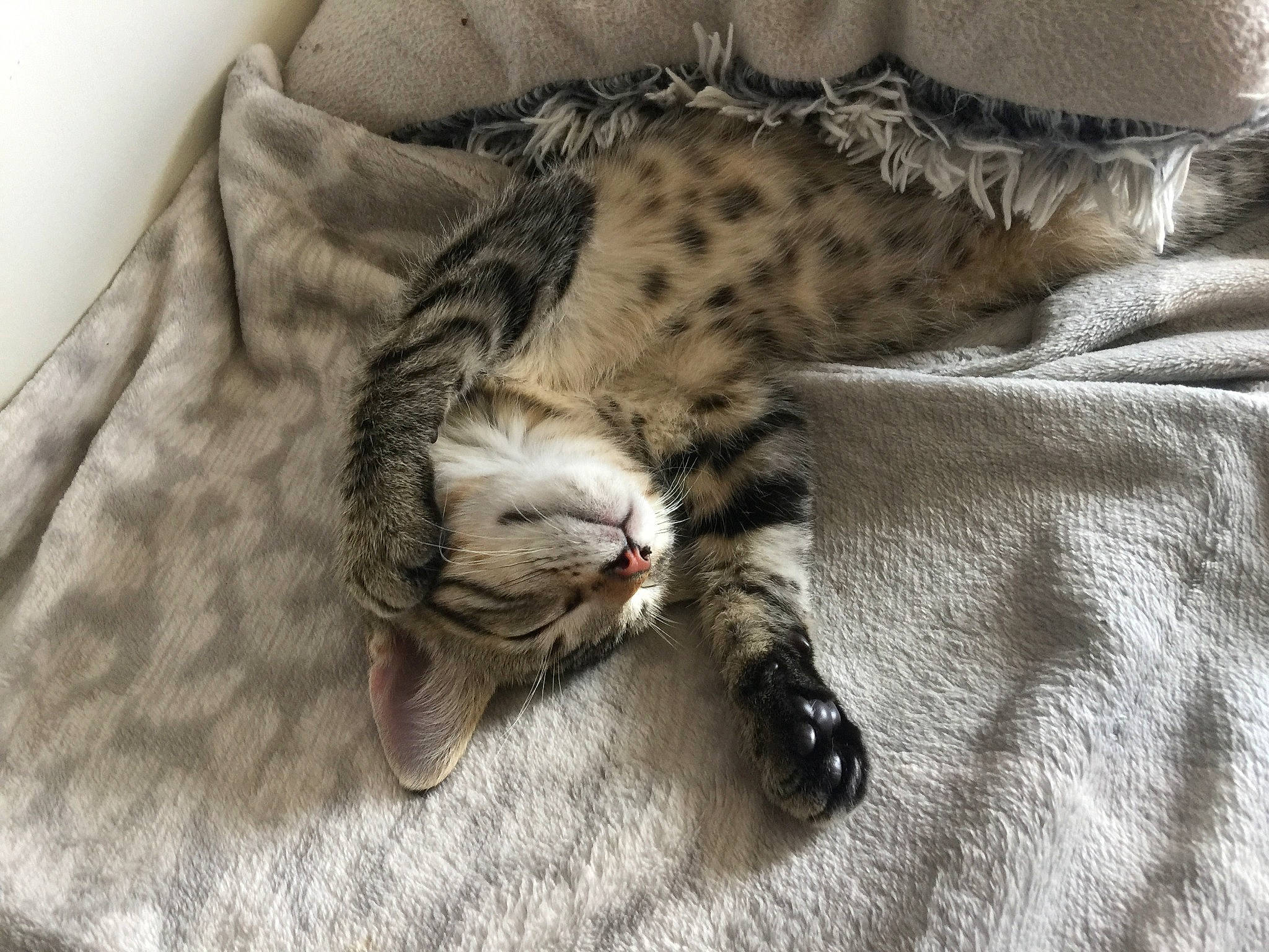 Bounty participe au concours pour gagner de l'argent avec cette photo : american_shorthair, asian, bengal, carnivore, cat, domestic_short_haired_cat, dragon_li, egyptian_mau, european_shorthair, felidae, fur, kitten, mammal, nap, ocicat, pixie_bob, small_to_medium_sized_cats, tabby_cat, whiskers