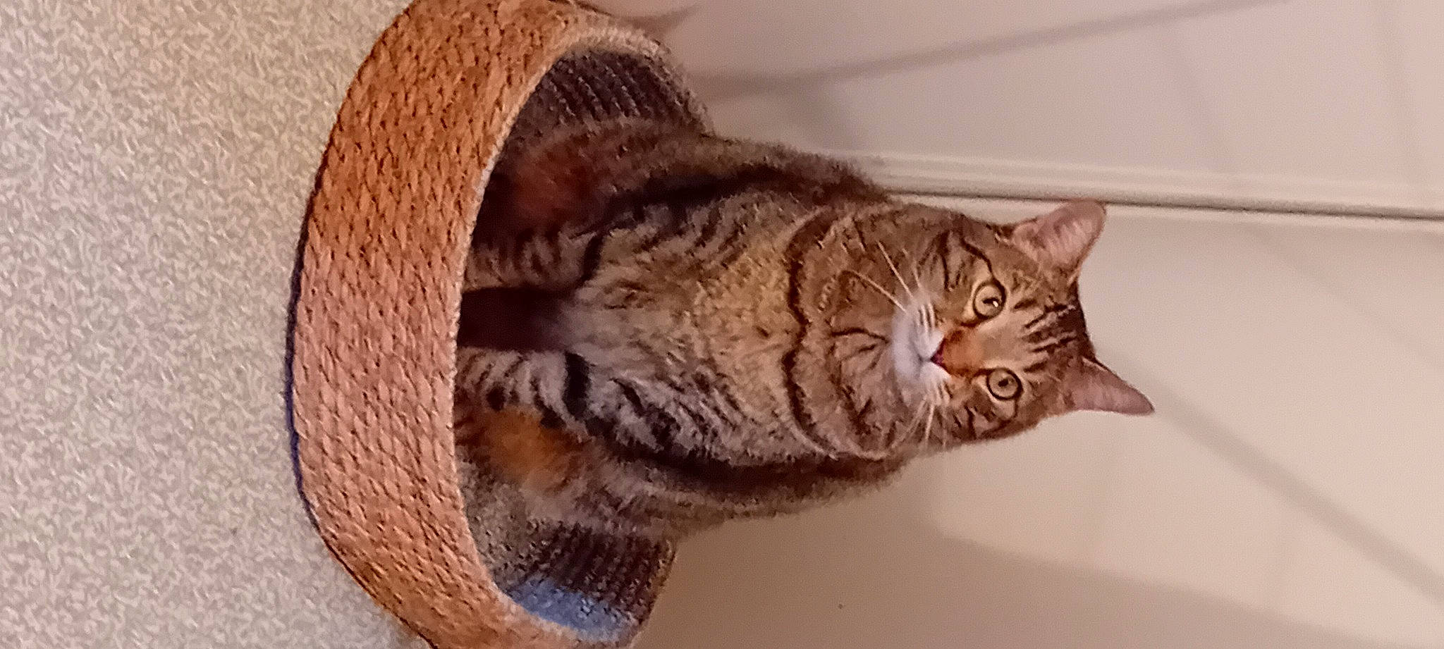 Bounty a rejoint le concours — aidez-le/la à gagner de superbes lots ! carnivore, cat, cat_supply, comfort, domestic_short_haired_cat, door, felidae, fur, hat, small_to_medium_sized_cats, snout, tail, terrestrial_animal, tree, whiskers, wood