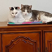 Aramis participe au concours pour gagner de l'argent avec cette photo : cat, feline, pet, animal, white_cat, grey_cat, resting, indoor, cabinet, wooden_furniture, mat, two_animals, snuggling, domestic_cat, cozy, calm, fur, paw, ears, whiskers