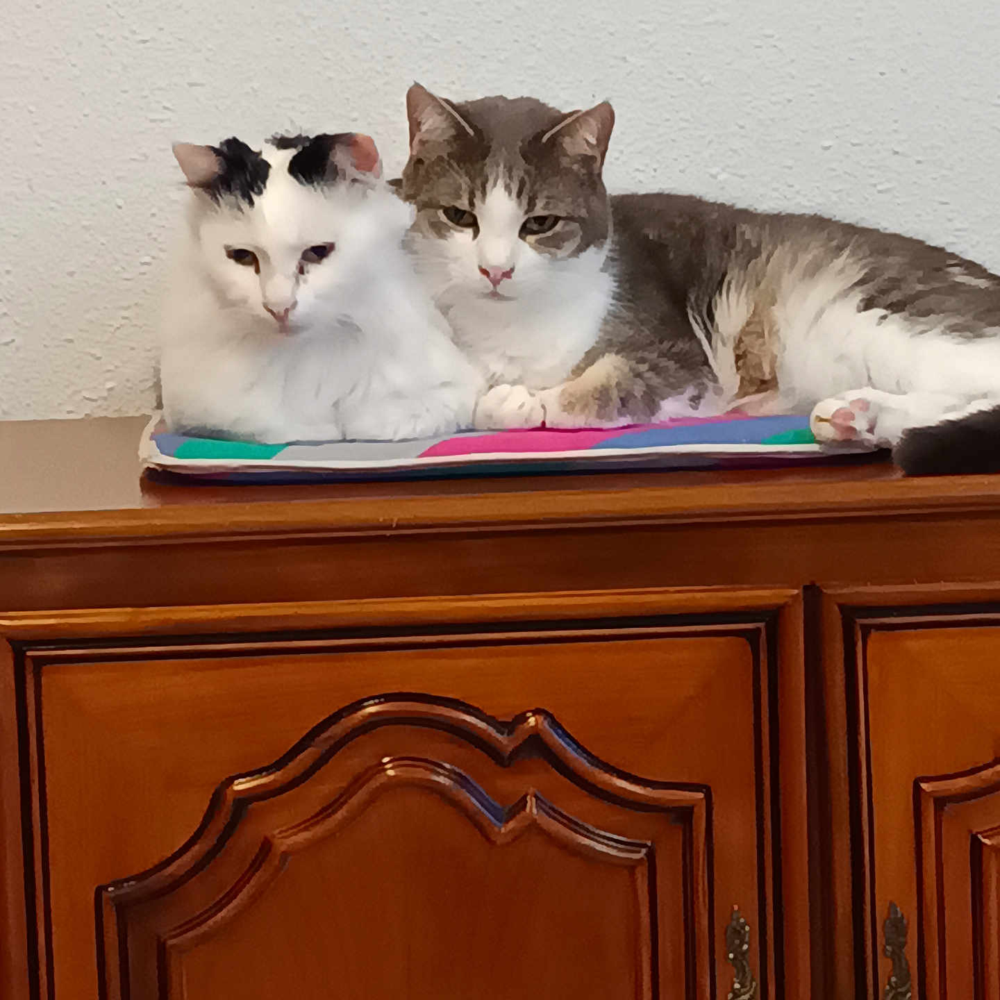 Aramis participe au concours pour gagner de l'argent avec cette photo : animal, cabinet, calm, cat, cozy, domestic_cat, ears, feline, fur, grey_cat, indoor, mat, paw, pet, resting, snuggling, two_animals, whiskers, white_cat, wooden_furniture