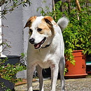 Oscar a rejoint le concours — aidez-le/la à gagner de superbes lots ! dog, white_dog, brown_patch, pet, outdoor, sunny, garden, plants, potted_plants, happy, animal, canine, smiling, tail, fur, collar, nature, daylight, concrete, greenery
