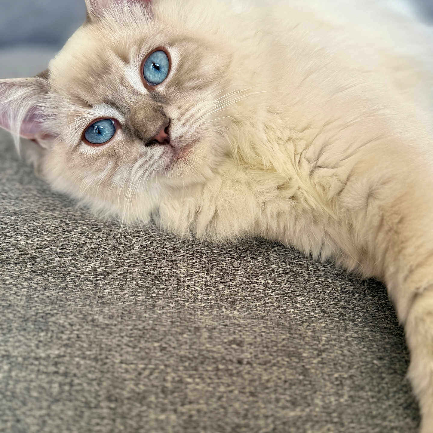 Scroupix participe au concours pour gagner de l'argent avec cette photo : animal, blue_eyes, cat, close_up, cream_color, curious, cute, domestic_cat, ears, feline, fluffy, gray_background, indoor, lying_down, pet, portrait, relaxed, soft_fur, texture, whiskers