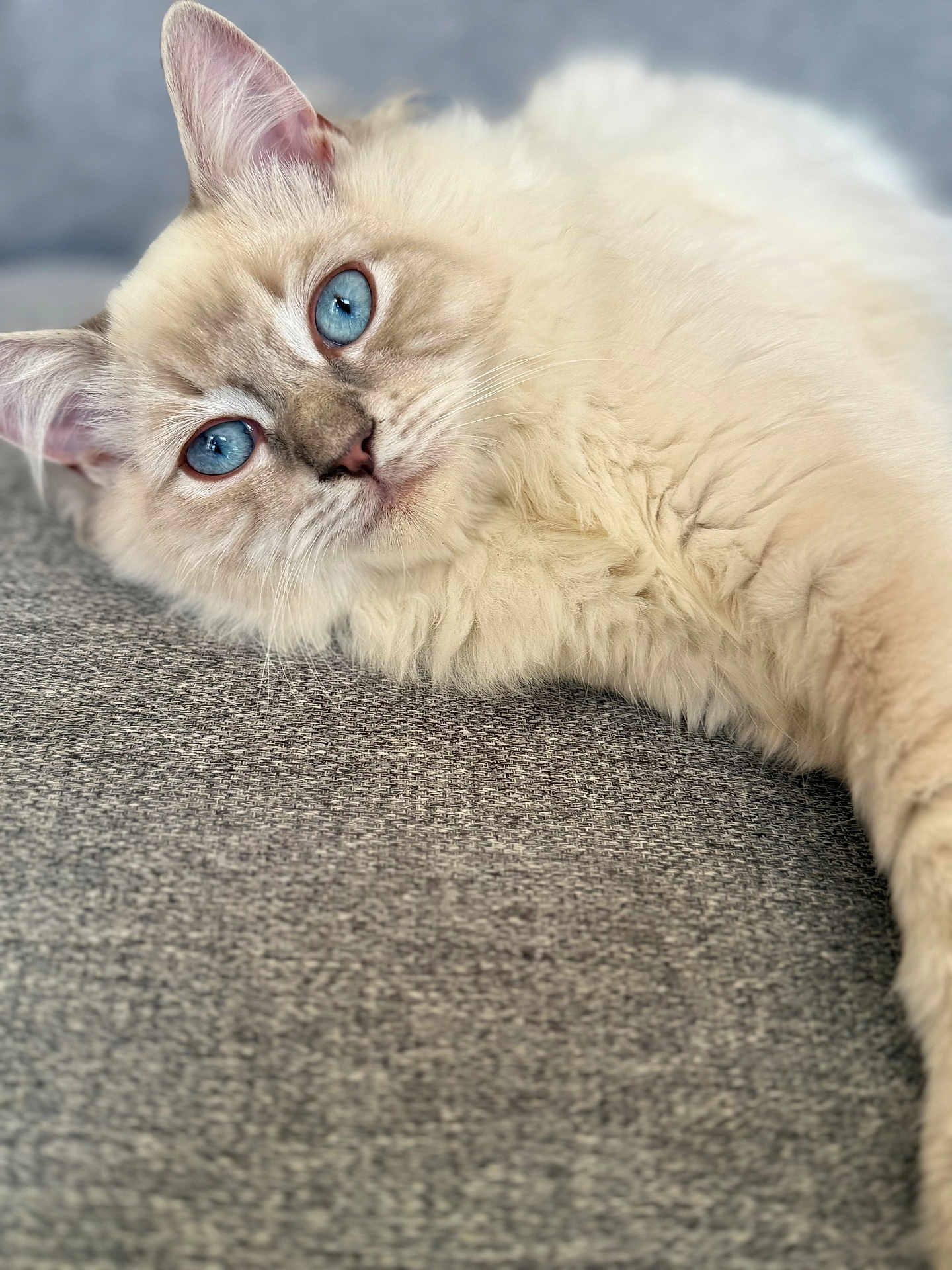 Scroupix participe au concours pour gagner de l'argent avec cette photo : cat, blue_eyes, fluffy, cream_color, pet, feline, lying_down, close_up, indoor, curious, soft_fur, relaxed, whiskers, ears, portrait, animal, domestic_cat, gray_background, texture, cute