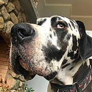 Herman is registered to the contest to win money with this photo: animal, black_and_white, canine, close_up, collar, dog, domestic_animal, ears, face, fireplace, fur, great_dane, houseplant, indoor, looking_away, muzzle, nose, pet, spotted, stone_wall