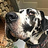 animal, black_and_white, canine, close_up, collar, dog, domestic_animal, ears, face, fireplace, fur, great_dane, houseplant, indoor, looking_away, muzzle, nose, pet, spotted, stone_wall