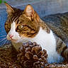 cat, tabby, white_fur, animal, pet, portrait, outdoor, nature, pine_cone, pine_needles, forest, woodland, whiskers, green_eyes, ears, fur, sitting, lying_down, close_up, wildlife