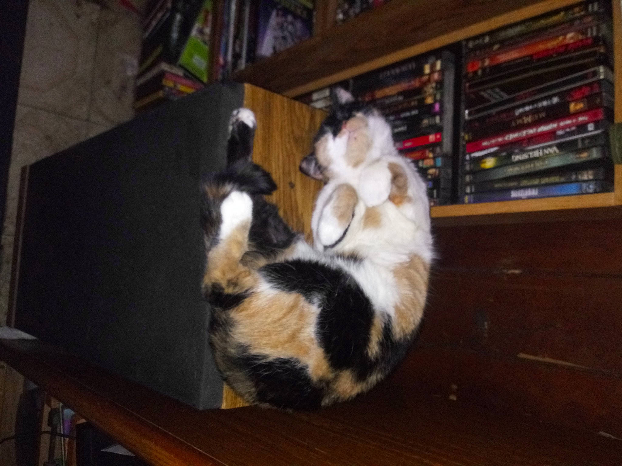 Psycho is registered to the contest to win money with this photo: bookcase, canidae, carnivore, cat, comfort, companion_dog, digital_video_recorder, dog_breed, domestic_short_haired_cat, felidae, flooring, fur, hardwood, room, shelf, small_to_medium_sized_cats, table, tail, whiskers, wood