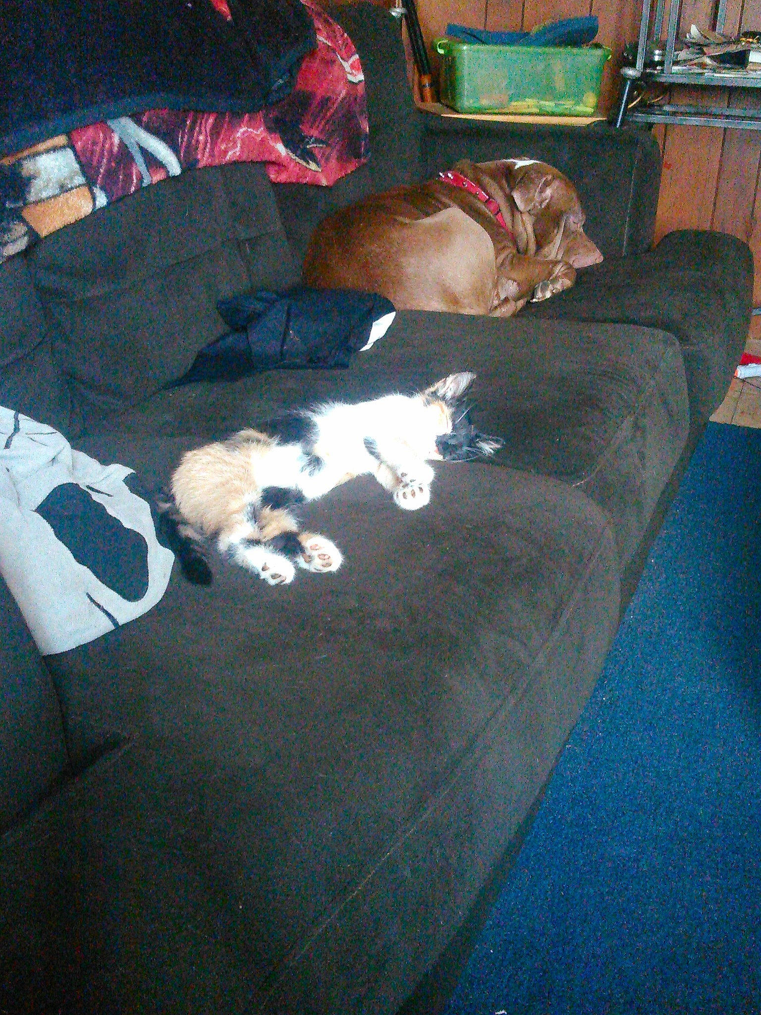 Psycho joined the competition — help win amazing prizes! carnivore, comfort, companion_dog, couch, dog_breed, felidae, flooring, fur, hardwood, lap, linens, nap, room, sitting, small_to_medium_sized_cats, sporting_group