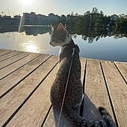 Arès a rejoint le concours — aidez-le/la à gagner de superbes lots ! cat, leash, dock, wood, river, water, reflection, sun, sky, trees, building, outdoor, animal, pet, daylight, calm, nature, quiet, sitting, peaceful