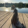 cat, leash, dock, wood, river, water, reflection, sun, sky, trees, building, outdoor, animal, pet, daylight, calm, nature, quiet, sitting, peaceful