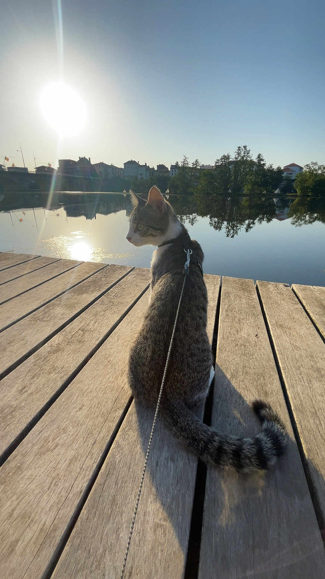 Arès a rejoint le concours — aidez-le/la à gagner de superbes lots ! cat, leash, dock, wood, river, water, reflection, sun, sky, trees, building, outdoor, animal, pet, daylight, calm, nature, quiet, sitting, peaceful