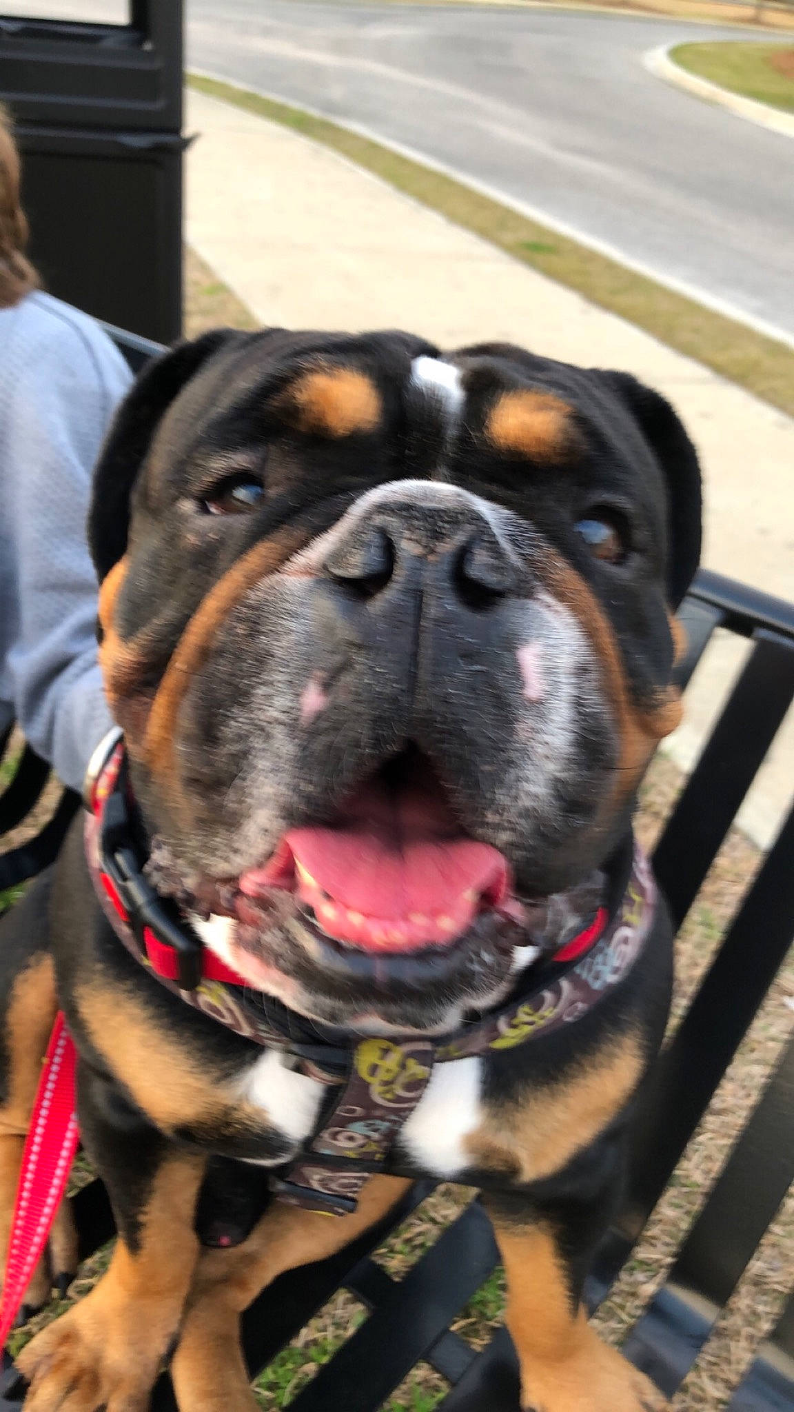 Jett joined the competition — help win amazing prizes! bulldog, canidae, carnivore, collar, companion_dog, dog, dog_breed, dog_collar, dog_supply, fawn, fur, giant_dog_breed, leash, paw, pet_supply, snout, sporting_group, working_animal, working_dog, wrinkle