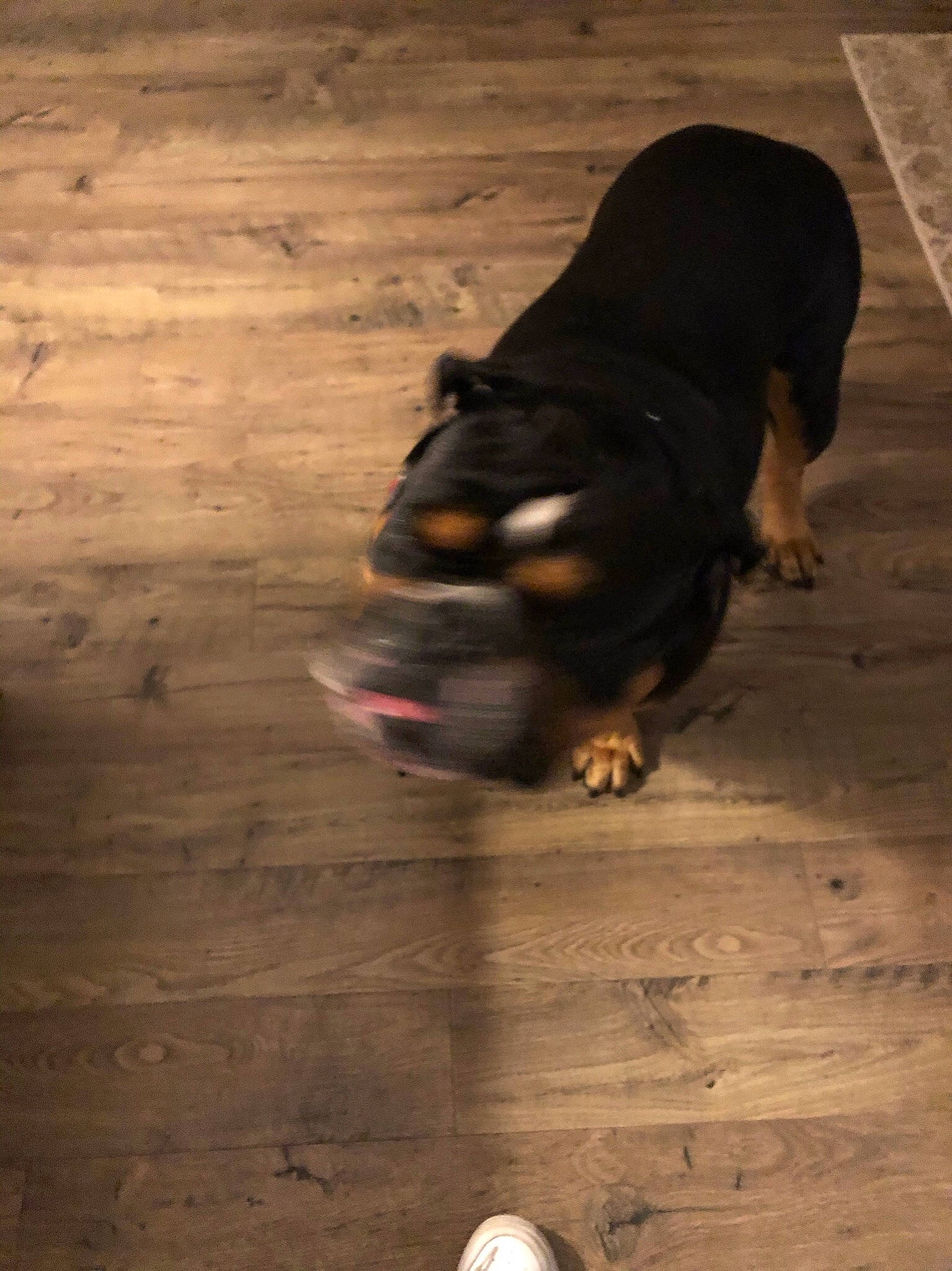 Jett is registered to the contest to win money with this photo: carnivore, companion_dog, dog, dog_breed, fawn, floor, flooring, hardwood, human_leg, morning, plank, road_surface, snout, terrestrial_animal, tints_and_shades, varnish, wood, wood_flooring, wood_stain, working_animal