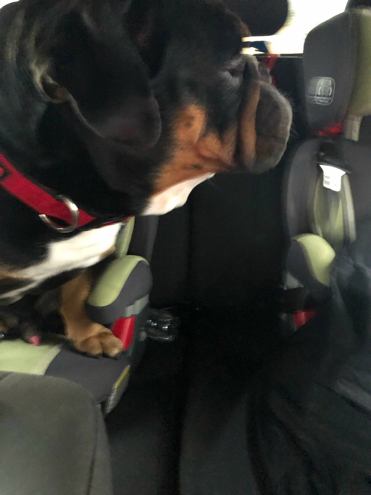 Jett is registered to the contest to win money with this photo: auto_part, automotive_design, automotive_lighting, car_seat, car_seat_cover, carnivore, collar, companion_dog, dog, dog_breed, dog_collar, gesture, head_restraint, motor_vehicle, plant, snout, steering_part, steering_wheel, vehicle_door, working_animal