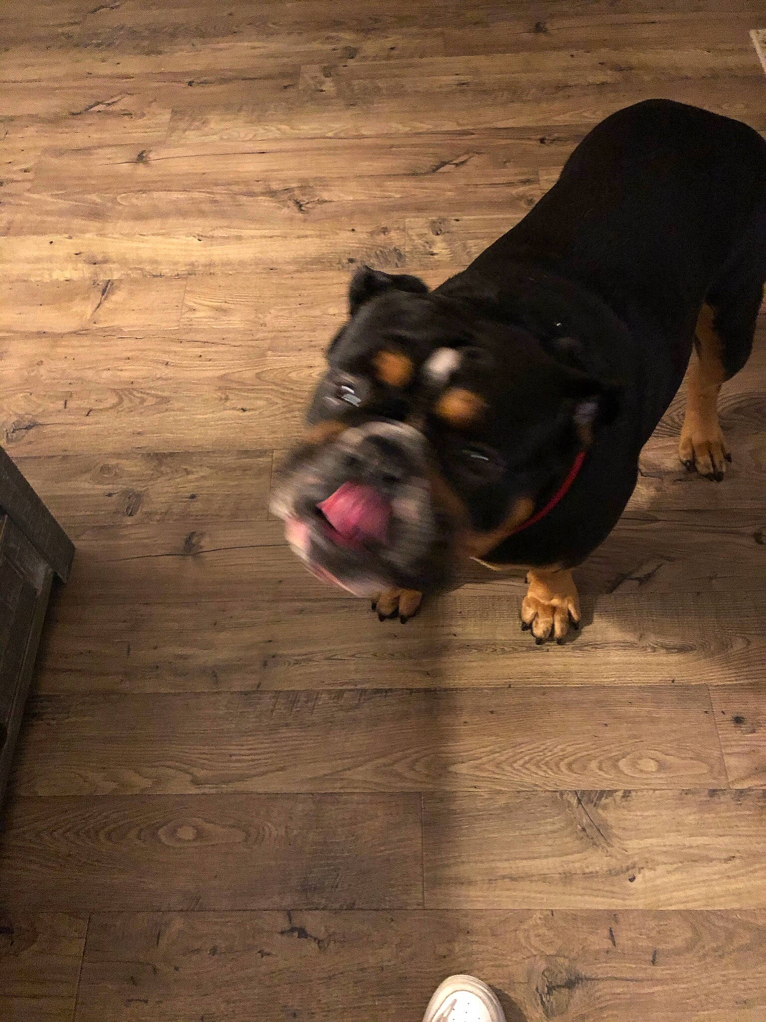 Jett is registered to the contest to win money with this photo: bulldog, canidae, carnivore, companion_dog, dog, dog_breed, fawn, floor, flooring, hardwood, paw, plank, snout, sporting_group, toy_dog, whiskers, wood, wood_stain, working_animal, wrinkle