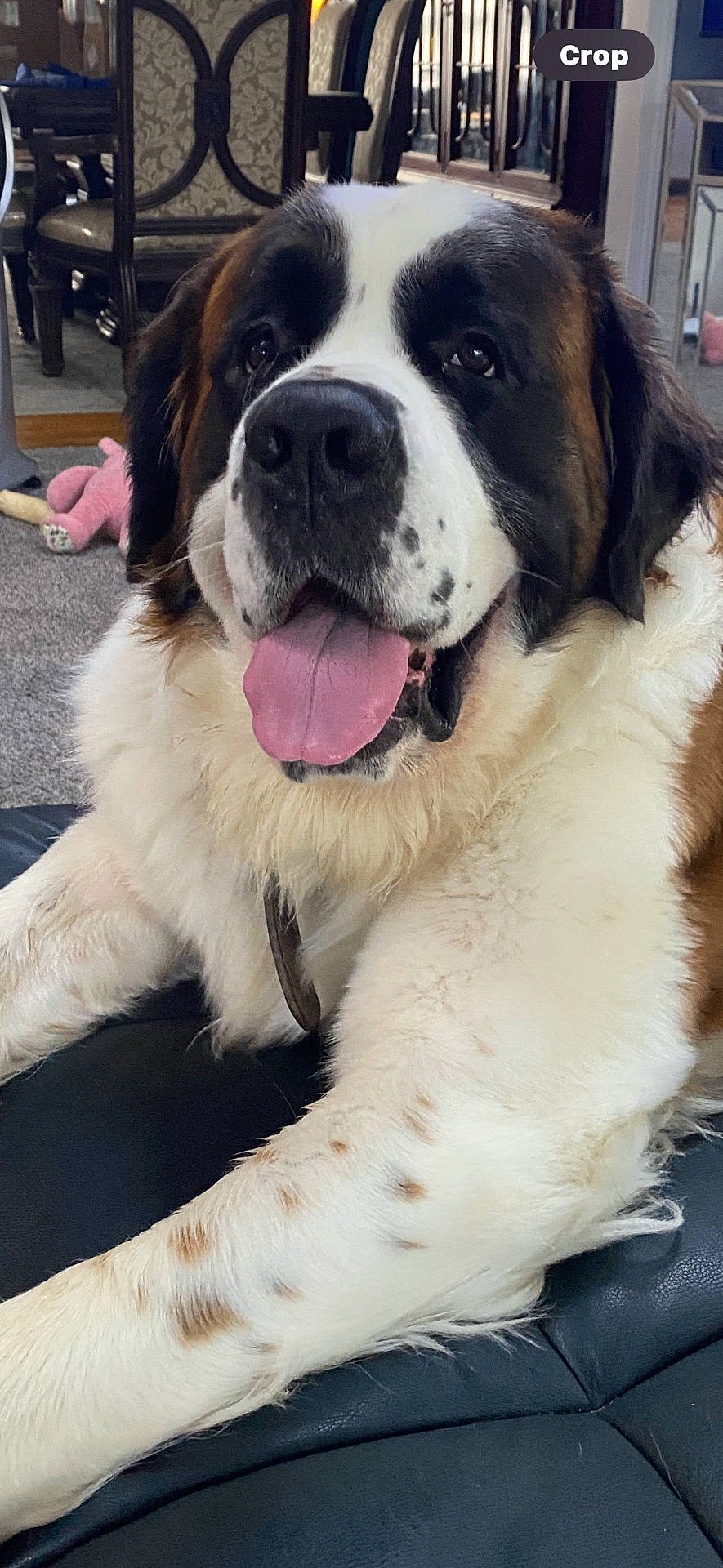 Buddy is registered to the contest to win money with this photo: animal, bodypart, canine, chair, cockerspaniel, dog, furniture, hound, mouth, newfoundland, person, pet, puppy, saintbernard, tongue, toy
