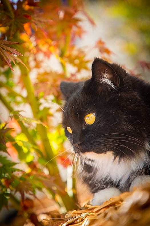 Pixelle participe au concours pour gagner de l'argent avec cette photo : botany, branch, carnivore, cat, close_up, domestic_short_haired_cat, eye, felidae, fur, grass, iris, plant, small_to_medium_sized_cats, snout, sunlight, tints_and_shades, tree, twig, whiskers, wood