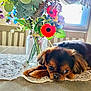 anemone, animal, canine, dog, dogbed, flower, flowerarrangement, furniture, homedecor, ikebana, jar, pet, petal, plant, planter, pottedplant, pottery, puppy, table, vase