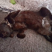 Moon a rejoint le concours — aidez-le/la à gagner de superbes lots ! animal, black_cat, blanket, cat, collar, couch, cozy, cute, fur, furniture, indoors, paw, pet, relaxed, resting, shaggy, sleeping, soft, texture, whiskers