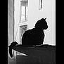 Moon participe au concours pour gagner de l'argent avec cette photo : animal, black_and_white, calm, cat, curious, domestic, feline, home, indoor, ledges, monochrome, pet, profile, quiet, resting, shadow, silhouette, still_life, tail, window