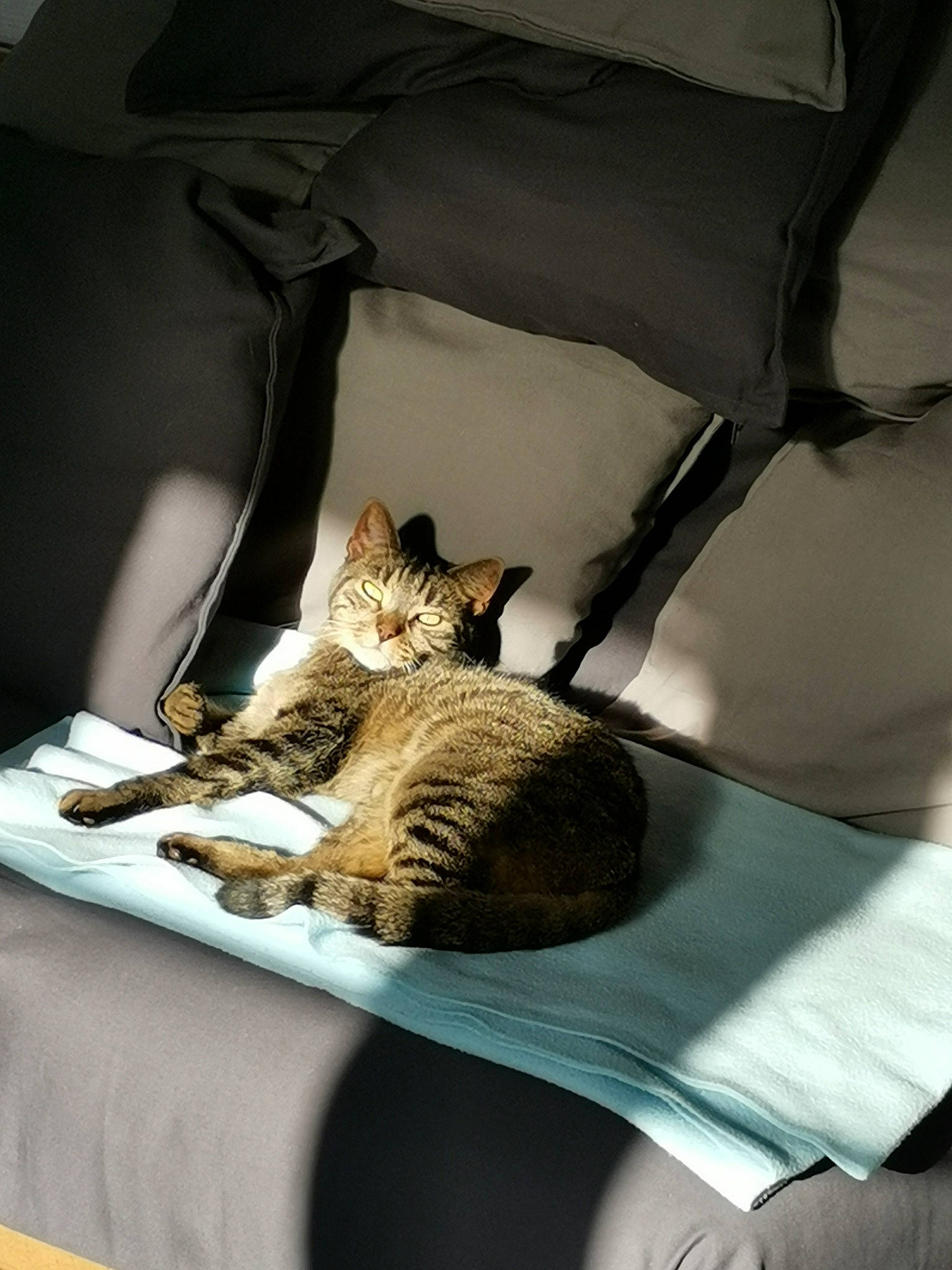 Hercule participe au concours pour gagner de l'argent avec cette photo : bag, bed, bed_sheet, bedding, bedroom, carnivore, cat, chair, comfort, domestic_short_haired_cat, felidae, fur, grey, linens, pillow, room, small_to_medium_sized_cats, tail, textile, whiskers