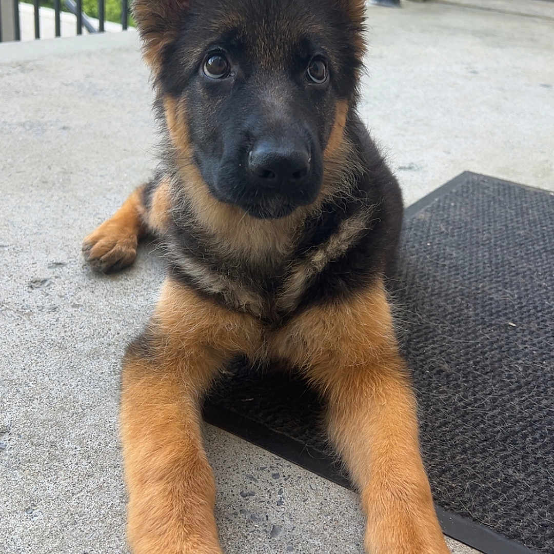 Aïka participe au concours pour gagner de l'argent avec cette photo : animal, black, brown, canine, concrete, curious, cute, dog, domestic, ears, eyes, fur, german_shepherd, laying, mat, outdoor, pet, porch, puppy, young