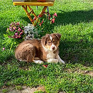 Bonnie participe au concours pour gagner de l'argent avec cette photo : puppy, dog, brown_fur, white_fur, grass, flowers, potted_flowers, yellow_table, garden, outdoor, lawn, sunlight, shadow, pet, cute, resting, foliage, closeup, portrait, greenery