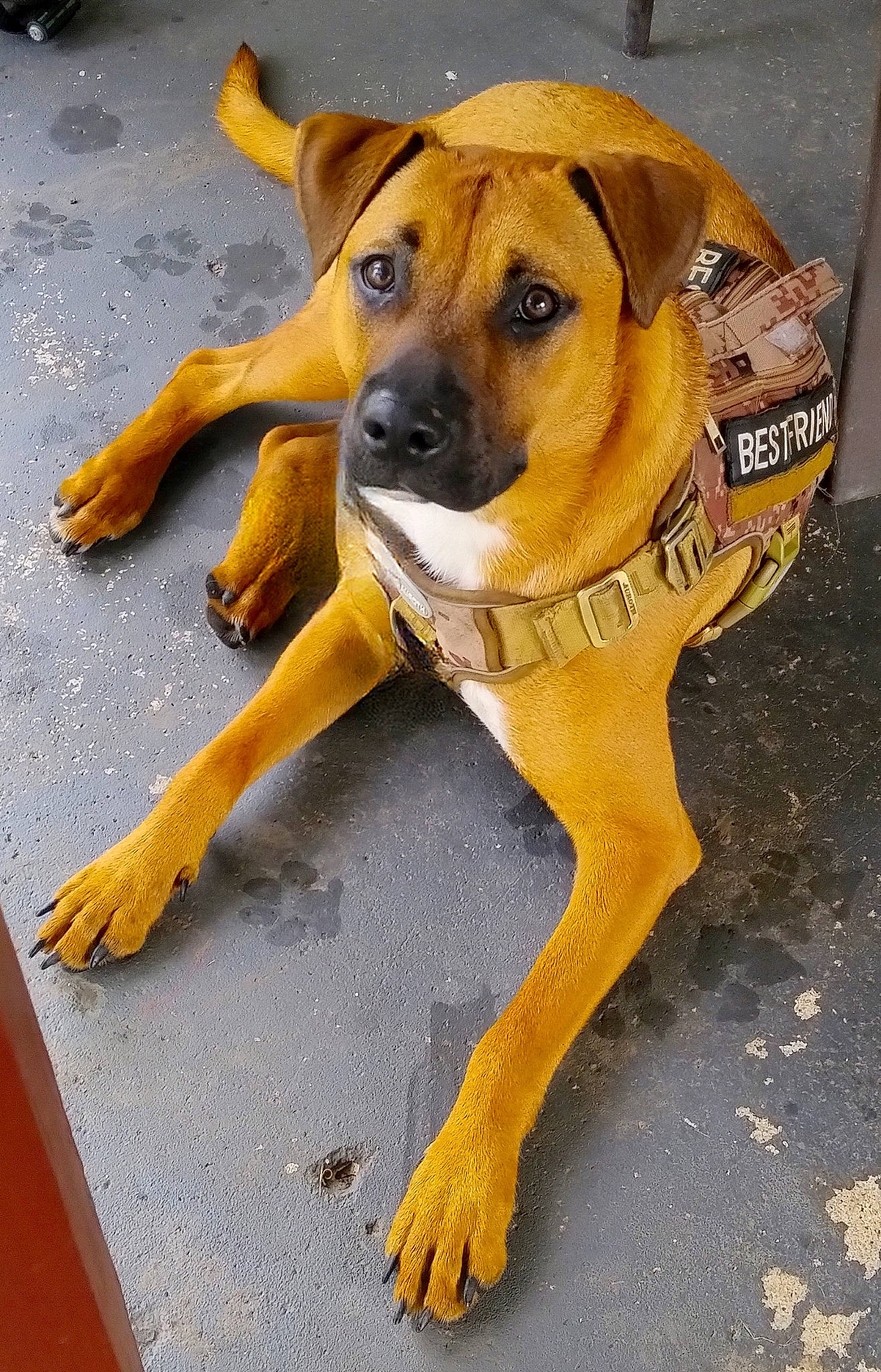 Achilles is registered to the contest to win money with this photo: ball, carnivore, collar, companion_dog, dog, dog_breed, dog_collar, fawn, flooring, hunting_dog, paw, pet_supply, road_surface, snout, sporting_group, tail, whiskers, working_animal, working_dog, yellow