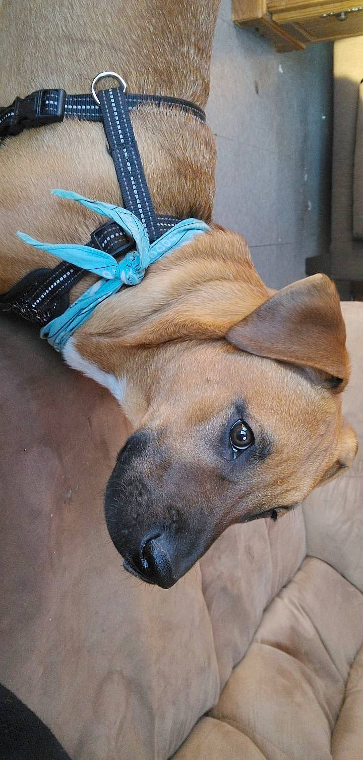 Achilles is registered to the contest to win money with this photo: carnivore, collar, companion_dog, dog, dog_breed, dog_collar, dog_supply, ear, fashion_accessory, fawn, fur, hat, paw, pet_supply, snout, sporting_group, terrestrial_animal, whiskers, working_animal, wrinkle