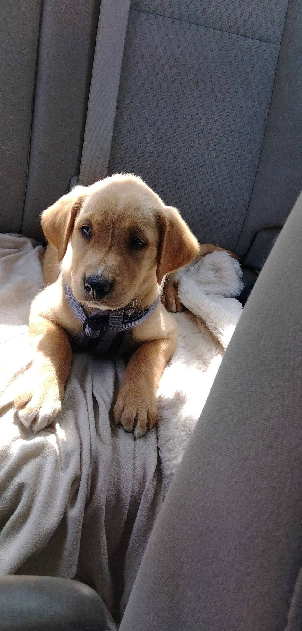 Athena is registered to the contest to win money with this photo: carnivore, collar, comfort, companion_dog, dog, dog_breed, dog_collar, dog_supply, fawn, fur, gun_dog, hunting_dog, paw, retriever, snout, sporting_group, whiskers, wood, working_animal