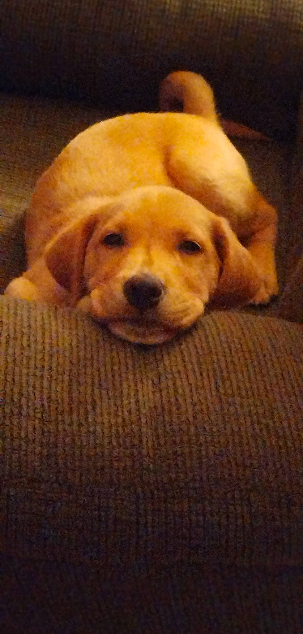 Athena joined the competition — help win amazing prizes! ancient_dog_breeds, bored, canidae, carnivore, circle, comfort, companion_dog, dog, dog_breed, fawn, flooring, fur, hardwood, puppy, snout, sporting_group, tail, terrestrial_animal, wood, working_animal