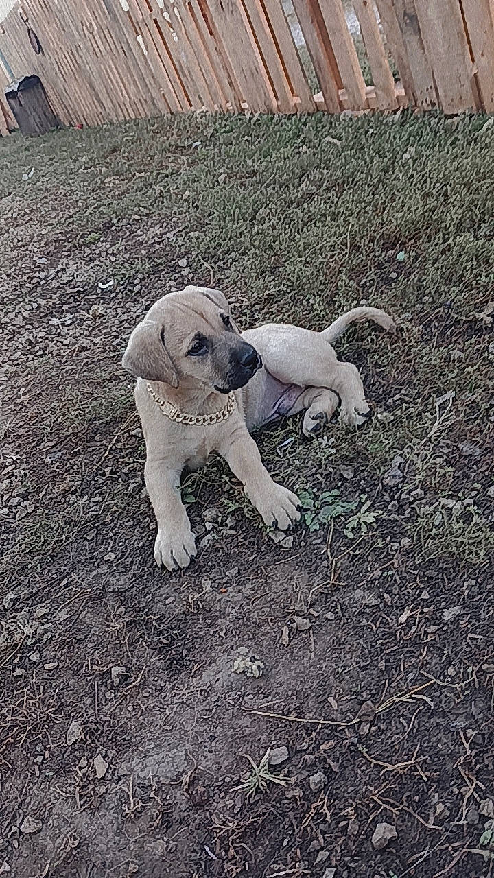 Halos is registered to the contest to win money with this photo: canidae, carnivore, collar, companion_dog, dog, dog_breed, fawn, fence, grass, monochrome_photography, non_sporting_group, snout, soil, sporting_group, tail, terrestrial_animal, toy_dog, working_animal