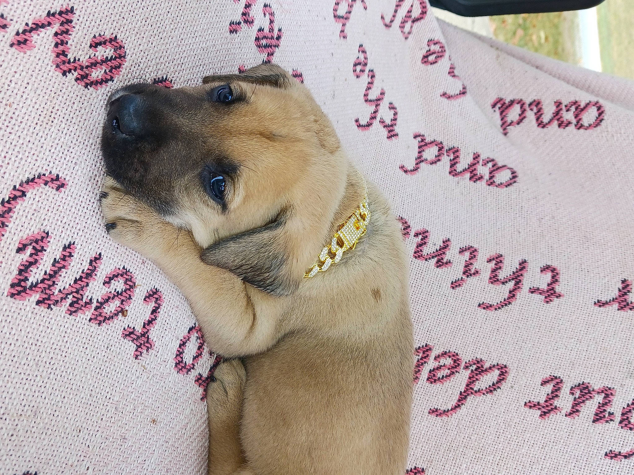 Halos joined the competition — help win amazing prizes! carnivore, collar, companion_dog, dog, dog_breed, fawn, font, fur, happy, linens, pattern, paw, pet_supply, photo_caption, pink, rectangle, snout, terrestrial_animal, textile, toy