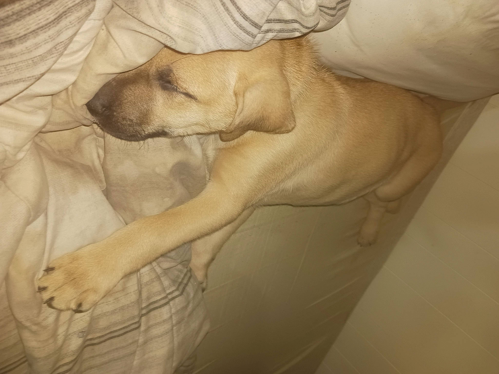 Halos is registered to the contest to win money with this photo: canidae, carnivore, comfort, companion_dog, dog, dog_breed, dress, elbow, fawn, flooring, foot, fur, gesture, human_leg, linens, sporting_group, tail, tree, window, working_animal