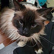 Snowball is registered to the contest to win money with this photo: cat, siamese_cat, fluffy, whiskers, blue_eyes, indoor, curious, pet, close_up, feline, animal, domestic, cute, fur, face, portrait, looking_at_camera, household, cozy, mammal