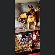 Dutchess is registered to the contest to win money with this photo: dog, cat, couch, pillow, coffee_table, magazines, candle_holder, holiday_decor, stuffed_toys, living_room, pet, tabby_cat, german_shepherd, relaxing, sleeping_cat, domestic_animal, cozy, furniture, indoor, resting