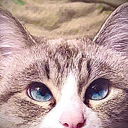 Mia joined the competition — help win amazing prizes! cat, blue_eyes, close_up, fluffy, fur, striped_fur, pink_nose, whiskers, ears, pet, animal, feline, portrait, staring, indoors, bedding, cozy, face, macro_photography, cute