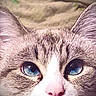 cat, blue_eyes, close_up, fluffy, fur, striped_fur, pink_nose, whiskers, ears, pet, animal, feline, portrait, staring, indoors, bedding, cozy, face, macro_photography, cute