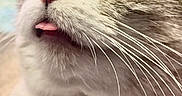 Mia is registered to the contest to win money with this photo: cat, kitten, animal, pet, close_up, portrait, fluffy, fur, white_fur, gray_fur, tabby, pink_nose, tongue, whiskers, large_eyes, indoor, cute, curious, soft_lighting, photography