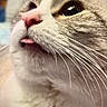 cat, kitten, animal, pet, close_up, portrait, fluffy, fur, white_fur, gray_fur, tabby, pink_nose, tongue, whiskers, large_eyes, indoor, cute, curious, soft_lighting, photography