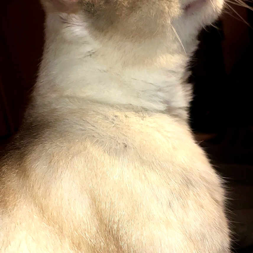 Mia