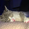 Mia joined the competition — help win amazing prizes! cat, sleeping, kitten, gray_cat, white_cat, fur, whiskers, ears, pink_nose, pink_tongue, pink_claws, paw, lying_down, nap, blanket, indoor, close_up, pet, cozy, relaxed