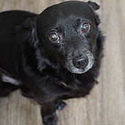 Bruno is registered to the contest to win money with this photo: dog, black_dog, pet, animal, canine, looking_up, floor, wooden_floor, indoor, close_up, fur, ears, whiskers, muzzle, eyes, expression, portrait, domestic_animal, companion, cute