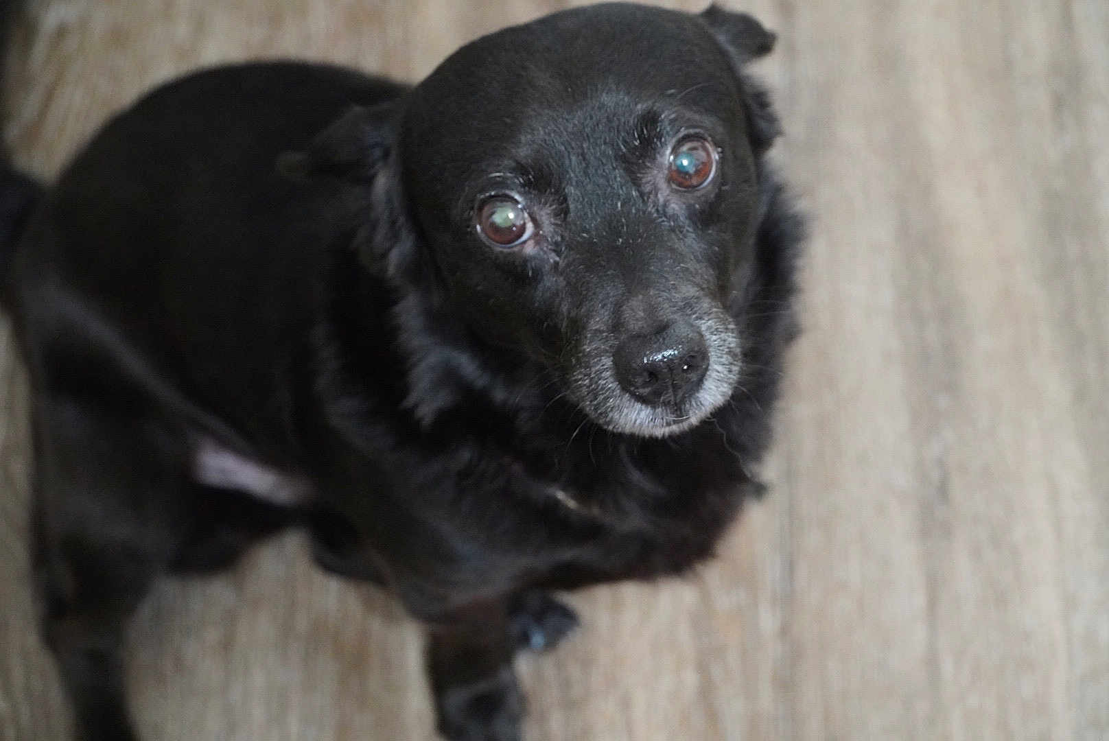 Bruno