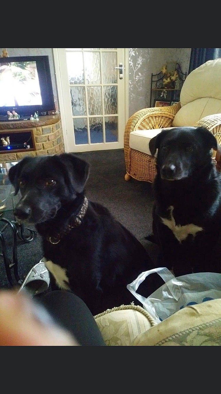 Darcie is registered to the contest to win money with this photo: borador, carnivore, chair, comfort, companion_dog, couch, dog, dog_breed, dog_collar, flooring, gun_dog, hardwood, picture_frame, room, snout, sporting_group, television, tints_and_shades, window, working_animal